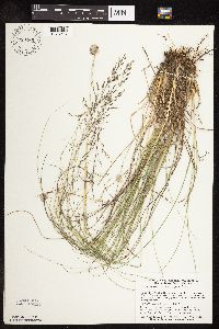 Sporobolus heterolepis image