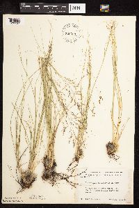 Sporobolus heterolepis image