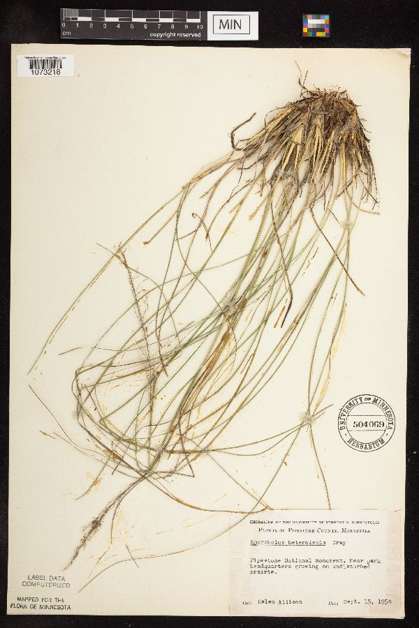 Sporobolus heterolepis image