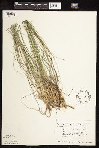 Sporobolus heterolepis image