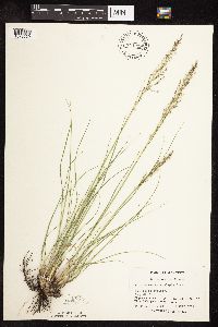 Sporobolus heterolepis image