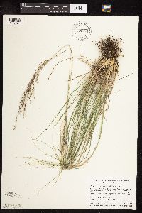 Sporobolus heterolepis image