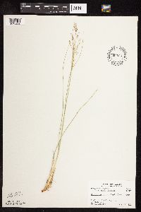 Sporobolus heterolepis image