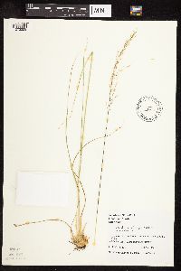 Sporobolus heterolepis image