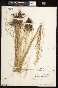 Sporobolus heterolepis image