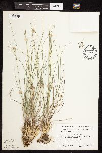 Sporobolus heterolepis image