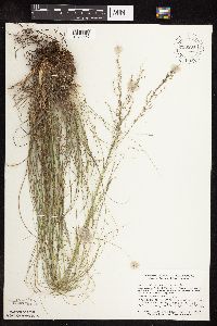 Sporobolus heterolepis image