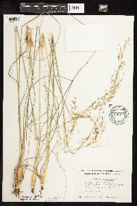 Sporobolus heterolepis image