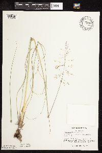 Sporobolus heterolepis image