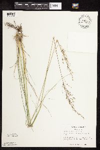 Sporobolus heterolepis image