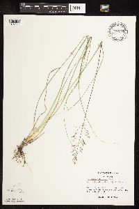 Sporobolus heterolepis image