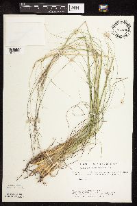 Sporobolus heterolepis image