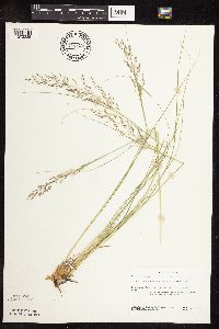 Sporobolus heterolepis image