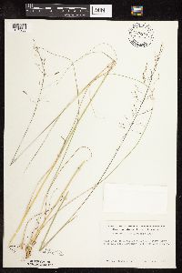 Sporobolus heterolepis image