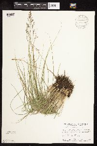 Sporobolus heterolepis image