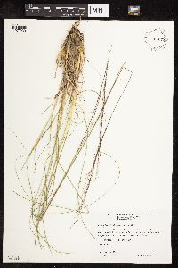 Sporobolus heterolepis image