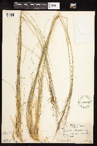 Sporobolus heterolepis image