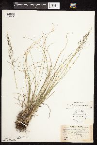 Sporobolus heterolepis image