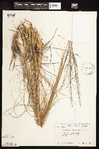 Sporobolus heterolepis image