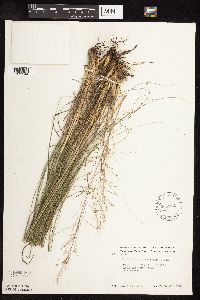 Sporobolus heterolepis image