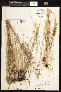 Sporobolus heterolepis image