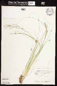 Sporobolus heterolepis image