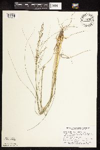 Sporobolus heterolepis image