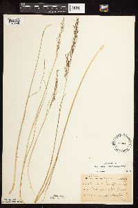 Sporobolus heterolepis image