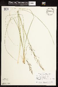 Sporobolus heterolepis image