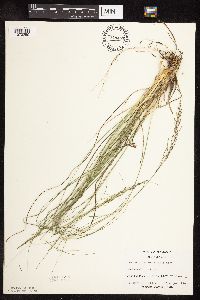 Sporobolus heterolepis image