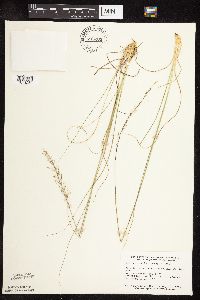 Sporobolus heterolepis image