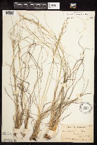 Sporobolus heterolepis image