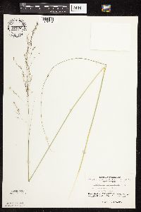 Sporobolus heterolepis image