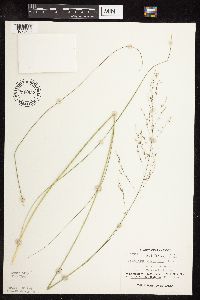 Sporobolus heterolepis image