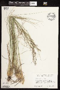 Sporobolus heterolepis image