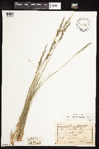 Sporobolus heterolepis image