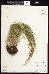 Sporobolus heterolepis image