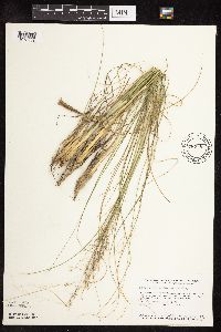 Sporobolus heterolepis image