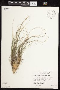 Sporobolus heterolepis image