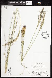 Sporobolus heterolepis image