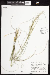 Sporobolus heterolepis image