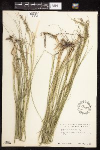 Sporobolus heterolepis image