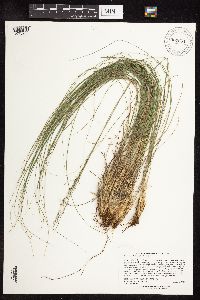 Sporobolus heterolepis image