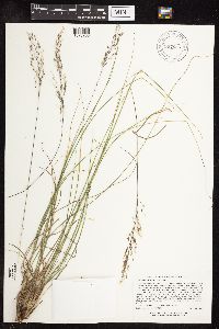 Sporobolus heterolepis image