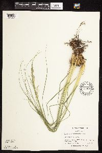 Sporobolus heterolepis image