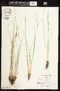 Sporobolus heterolepis image