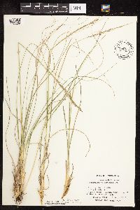 Sporobolus heterolepis image