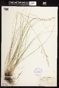 Sporobolus heterolepis image