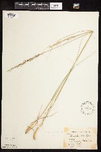 Sporobolus heterolepis image