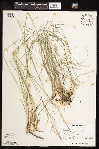 Sporobolus heterolepis image